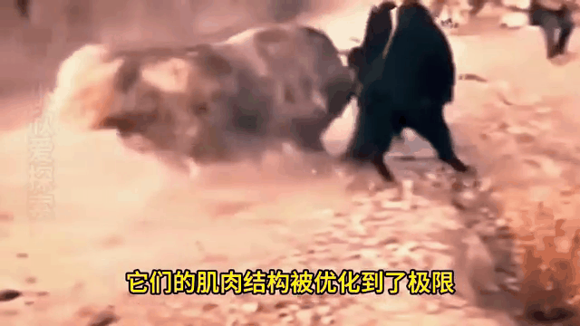 阿扎伦卡连续三场比赛得分超过惊险取胜，公牛挑战极限！的简单介绍